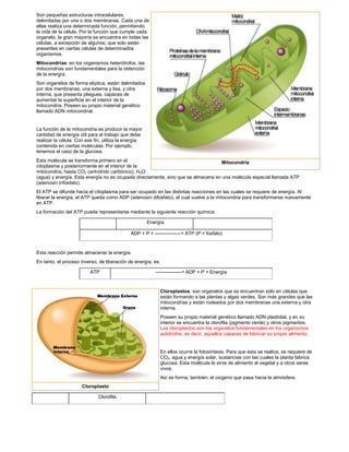 Son pequeñas estructuras intracelulares, 
delimitadas por una o dos membranas. Cada una de 
ellas realiza una determinada función, permitiendo 
la vida de la célula. Por la función que cumple cada 
organelo, la gran mayoría se encuentra en todas las 
células, a excepción de algunos, que solo están 
presentes en ciertas células de determinados 
organismos. 
Mitocondrias: en los organismos heterótrofos, las 
mitocondrias son fundamentales para la obtención 
de la energía. 
Son organelos de forma elíptica, están delimitados 
por dos membranas, una externa y lisa, y otra 
interna, que presenta pliegues, capaces de 
aumentar la superficie en el interior de la 
mitocondria. Poseen su propio material genético 
llamado ADN mitocondrial. 
La función de la mitocondria es producir la mayor 
cantidad de energía útil para el trabajo que debe 
realizar la célula. Con ese fin, utiliza la energía 
contenida en ciertas moléculas. Por ejemplo, 
tenemos el caso de la glucosa. 
Esta molécula se transforma primero en el 
citoplasma y posteriormente en el interior de la 
mitocondria, hasta CO2 (anhídrido carbónico), H2O 
(agua) y energía. Esta energía no es ocupada directamente, sino que se almacena en una molécula especial llamada ATP 
(adenosin trifosfato). 
El ATP se difunde hacia el citoplasma para ser ocupado en las distintas reacciones en las cuales se requiere de energía. Al 
liberar la energía, el ATP queda como ADP (adenosin difosfato), el cual vuelve a la mitocondria para transformarse nuevamente 
en ATP. 
La formación del ATP puede representarse mediante la siguiente reacción química: 
Energía 
ADP + P + ----------------> ATP (P = fosfato) 
Esta reacción permite almacenar la energía. 
En tanto, el proceso inverso, de liberación de energía, es: 
ATP ----------------> ADP + P + Energía 
Cloroplastos: son organelos que se encuentran sólo en células que 
están formando a las plantas y algas verdes. Son más grandes que las 
mitocondrias y están rodeados por dos membranas una externa y otra 
interna. 
Poseen su propio material genético llamado ADN plastidial, y en su 
interior se encuentra la clorofila (pigmento verde) y otros pigmentos. 
Los cloroplastos son los organelos fundamentales en los organismos 
autótrofos, es decir, aquellos capaces de fabricar su propio alimento. 
En ellos ocurre la fotosíntesis. Para que esta se realice, se requiere de 
CO2, agua y energía solar, sustancias con las cuales la planta fabrica 
glucosa. Esta molécula le sirve de alimento al vegetal y a otros seres 
vivos. 
Así se forma, también, el oxígeno que pasa hacia la atmósfera. 
Clorofila 
Mitocondria 
Cloroplasto 
 