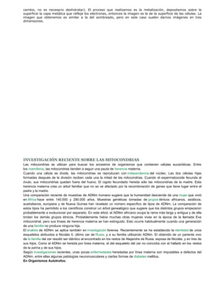 cambio, no es necesario deshidratar). El proceso que realizamos es la metalización, depositamos sobre la 
superficie la capa metálica que refleja los electrones, entonces la imagen es la de la superficie de las células. La 
imagen que obtenemos es similar a la del sombreado, pero en este caso suelen darnos imágenes en tres 
dimensiones. 
INVESTIGACIÓN RECIENTE SOBRE LAS MITOCONDRIAS 
Las mitocondrias se utilizan para buscar los ancestros de organismos que contienen células eucarióticas. Entre 
los mamíferos, las mitocondrias tienden a seguir una pauta de herencia materna. 
Cuando una célula se divide, las mitocondrias se reproducen con independencia del núcleo. Las dos células hijas 
formadas después de la división reciben cada una la mitad de las mitocondrias. Cuando el espermatozoide fecunda al 
óvulo, sus mitocondrias quedan fuera del huevo. El cigoto fecundado hereda sólo las mitocondrias de la madre. Esta 
herencia materna crea un árbol familiar que no se ve afectado por la recombinación de genes que tiene lugar entre el 
padre y la madre. 
Una comparación reciente de muestras de ADNm humano sugiere que la humanidad desciende de una mujer que vivió 
en África hace entre 140.000 y 290.000 años. Muestras genéticas tomadas de grupos étnicos africanos, asiáticos, 
australianos, europeos y de Nueva Guinea han revelado un número específico de tipos de ADNm. La comparación de 
estos tipos ha permitido a los científicos construir un árbol genealógico que sugiere que los distintos grupos empezaron 
probablemente a evolucionar por separado. En este árbol, el ADNm africano ocupa la rama más larga y antigua y de ella 
brotan los demás grupos étnicos. Probablemente había muchas otras mujeres vivas en la época de la llamada Eva 
mitocondrial, pero sus líneas de herencia materna se han extinguido. Esto ocurre habitualmente cuando una generación 
de una familia no produce ninguna hija. 
El análisis de ADNm se aplica también en investigación forense. Recientemente se ha establecido la identidad de unos 
esqueletos atribuidos a Nicolás II, último zar de Rusia, y a su familia utilizando ADNm. El obtenido de un pariente vivo 
de la familia del zar resultó ser idéntico al encontrado en los restos de Alejandra de Rusia, esposa de Nicolás, y en tres de 
sus hijos. Como el ADNm se hereda por línea materna, el del esqueleto del zar no coincidía con el hallado en los restos 
de la zarina y de sus hijos. 
Según investigaciones recientes, unas pocas enfermedades heredadas por línea materna son imputables a defectos del 
ADNm, entre ellas algunas patologías neuromusculares y ciertas formas de diabetes mellitus. 
En Organismos Autotrofos: 
 