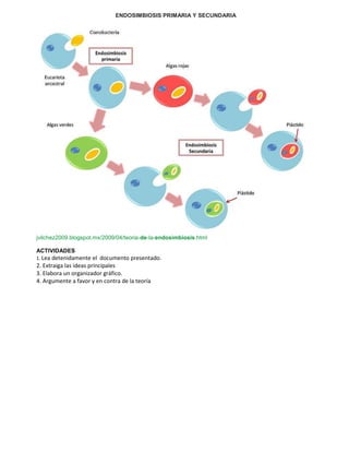 ENDOSIMBIOSIS PRIMARIA Y SECUNDARIA 
jvilchez2009.blogspot.mx/2009/04/teoria-de-la-endosimbiosis.html 
ACTIVIDADES 
1. Lea detenidamente el documento presentado. 
2. Extraiga las ideas principales 
3. Elabora un organizador gráfico. 
4. Argumente a favor y en contra de la teoría 
 