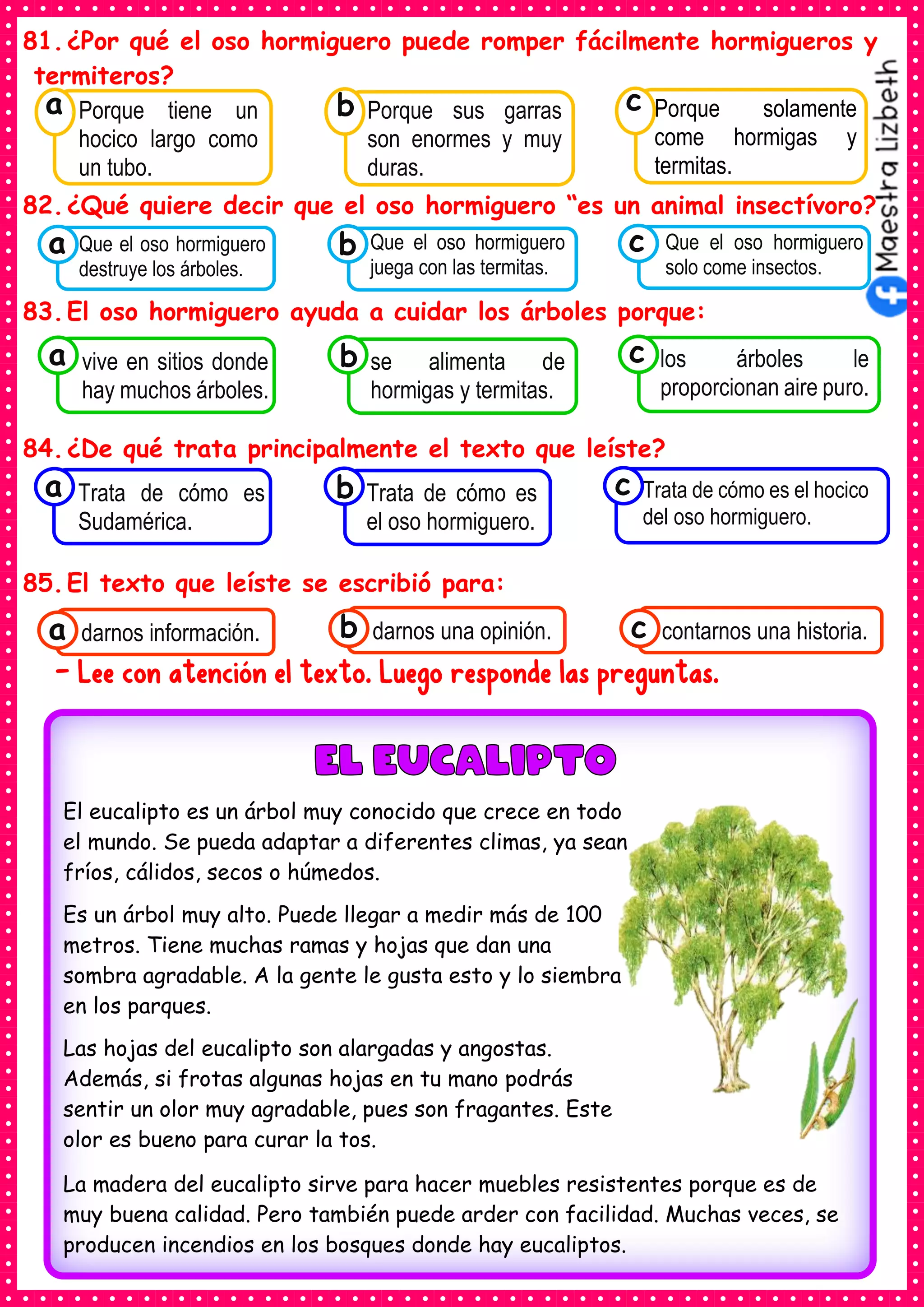 81.¿Por qué el oso hormiguero puede romper fácilmente hormigueros y
termiteros?
82.¿Qué quiere decir que el oso hormiguero “es un animal insectívoro?
83.El oso hormiguero ayuda a cuidar los árboles porque:
84.¿De qué trata principalmente el texto que leíste?
85.El texto que leíste se escribió para:
- Lee con atención el texto. Luego responde las preguntas.
Consumían los
Que el oso hormiguero
destruye los árboles.
a Consumían los
Que el oso hormiguero
juega con las termitas.
Consumían los
Que el oso hormiguero
solo come insectos.
c
b
Consumían los
Porque tiene un
hocico largo como
un tubo.
a
Consumían los
Porque sus garras
son enormes y muy
duras.
Consumían los
Porque solamente
come hormigas y
termitas.
c
b
Consumían los
Trata de cómo es
Sudamérica.
a Consumían los
Trata de cómo es
el oso hormiguero.
Consumían los
Trata de cómo es el hocico
del oso hormiguero.
c
b
Consumían los
vive en sitios donde
hay muchos árboles.
a Consumían los
se alimenta de
hormigas y termitas.
Consumían los
los árboles le
proporcionan aire puro.
c
b
Consumían los
darnos información.
a Consumían los
darnos una opinión.
b Consumían los
contarnos una historia.
c
El eucalipto es un árbol muy conocido que crece en todo
el mundo. Se pueda adaptar a diferentes climas, ya sean
fríos, cálidos, secos o húmedos.
Es un árbol muy alto. Puede llegar a medir más de 100
metros. Tiene muchas ramas y hojas que dan una
sombra agradable. A la gente le gusta esto y lo siembra
en los parques.
Las hojas del eucalipto son alargadas y angostas.
Además, si frotas algunas hojas en tu mano podrás
sentir un olor muy agradable, pues son fragantes. Este
olor es bueno para curar la tos.
La madera del eucalipto sirve para hacer muebles resistentes porque es de
muy buena calidad. Pero también puede arder con facilidad. Muchas veces, se
producen incendios en los bosques donde hay eucaliptos.
 