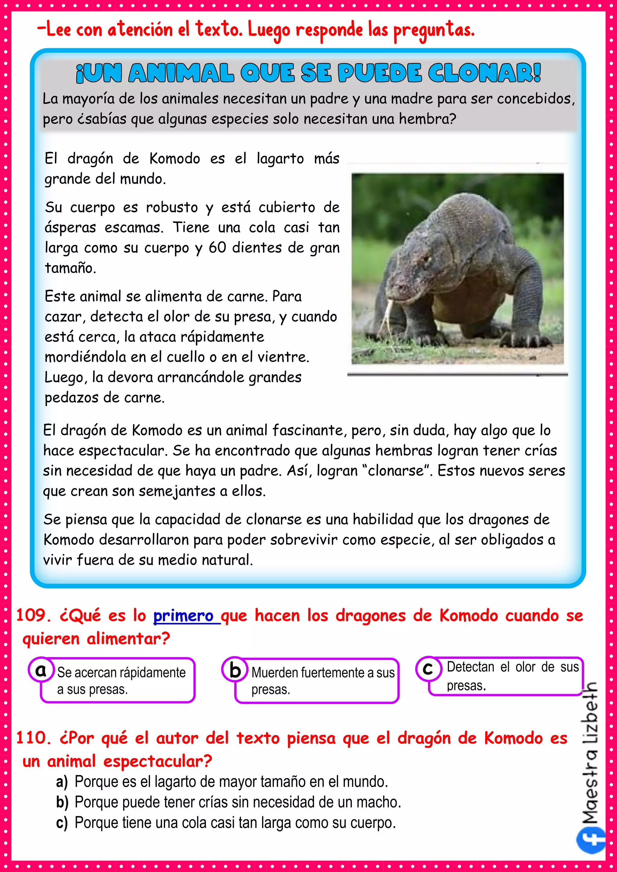 -Lee con atención el texto. Luego responde las preguntas.
109. ¿Qué es lo primero que hacen los dragones de Komodo cuando se
quieren alimentar?
110. ¿Por qué el autor del texto piensa que el dragón de Komodo es
un animal espectacular?
a) Porque es el lagarto de mayor tamaño en el mundo.
b) Porque puede tener crías sin necesidad de un macho.
c) Porque tiene una cola casi tan larga como su cuerpo.
El dragón de Komodo es el lagarto más
grande del mundo.
Su cuerpo es robusto y está cubierto de
ásperas escamas. Tiene una cola casi tan
larga como su cuerpo y 60 dientes de gran
tamaño.
Este animal se alimenta de carne. Para
cazar, detecta el olor de su presa, y cuando
está cerca, la ataca rápidamente
mordiéndola en el cuello o en el vientre.
Luego, la devora arrancándole grandes
pedazos de carne.
El dragón de Komodo es un animal fascinante, pero, sin duda, hay algo que lo
hace espectacular. Se ha encontrado que algunas hembras logran tener crías
sin necesidad de que haya un padre. Así, logran “clonarse”. Estos nuevos seres
que crean son semejantes a ellos.
Se piensa que la capacidad de clonarse es una habilidad que los dragones de
Komodo desarrollaron para poder sobrevivir como especie, al ser obligados a
vivir fuera de su medio natural.
La mayoría de los animales necesitan un padre y una madre para ser concebidos,
pero ¿sabías que algunas especies solo necesitan una hembra?
Consumían los
Se acercan rápidamente
a sus presas.
a Consumían los
Muerden fuertemente a sus
presas.
Consumían los
Detectan el olor de sus
presas.
c
b
 
