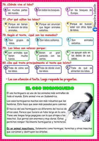 76.¿Dónde vive el lobo?
77.¿Por qué aúllan los lobos?
78.Según el texto, ¿qué son las manadas?
79. Los lobos son veloces porque:
80.¿De qué trata principalmente el texto que leíste?
- Lee con atención el texto. Luego responde las preguntas.
Consumían los
Son grupos de
lobos.
a Consumían los
Son lobos solitarios. Consumían los
Son animales
extraños.
c
b
Consumían los
en muchas partes
del mundo.
a Consumían los
en todos los bosques. Consumían los
en los bosques de
Europa.
c
b
Consumían los
Porque así llaman
la atención de otros
animales.
a
Consumían los
Porque así anuncian
que llegan animales
extraños.
Consumían los
Porque así buscan
estar con otros tipos
de lobos.
c
b
Consumían los
son animales que
tienen mucha
fuerza.
a
Consumían los
tienen un gran
parecido con los
perros.
Consumían los
se apoyan solo en
los dedos de sus
patas.
c
b
Consumían los
Trata de cómo son
los lobos.
a Consumían los
Trata de dónde viven
los lobos.
Consumían los
Trata de qué se
alimentan los lobos.
c
b
El oso hormiguero es uno de los animales más extraños de
todo el mundo. Este animal vive en Sudamérica.
Los osos hormigueros machos son más robustos que las
hembras. Esto hace que sean más pesados para caminar.
El hocico del oso hormiguero es diferente del hocico de
otros osos. Parece que tuviera un tubo largo en la cara.
Tiene una lengua larga pegajosa con la que atrapa a los
insectos. Sus garras son enormes y muy duras. Estas
permiten romper fácilmente hormigueros y termiteros.
Es un animal insectívoro. Solamente como hormigas, termitas y otros insectos
que carcomen y destruyen los árboles.
 