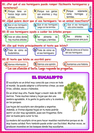 81.¿Por qué el oso hormiguero puede romper fácilmente hormigueros y
termiteros?
82.¿Qué quiere decir que el oso hormiguero “es un animal insectívoro?
83.El oso hormiguero ayuda a cuidar los árboles porque:
84.¿De qué trata principalmente el texto que leíste?
85.El texto que leíste se escribió para:
- Lee con atención el texto. Luego responde las preguntas.
Consumían los
Que el oso hormiguero
destruye los árboles.
a Consumían los
Que el oso hormiguero
juega con las termitas.
Consumían los
Que el oso hormiguero
solo come insectos.
c
b
Consumían los
Porque tiene un
hocico largo como
un tubo.
a
Consumían los
Porque sus garras
son enormes y muy
duras.
Consumían los
Porque solamente
come hormigas y
termitas.
c
b
Consumían los
Trata de cómo es
Sudamérica.
a Consumían los
Trata de cómo es
el oso hormiguero.
Consumían los
Trata de cómo es el hocico
del oso hormiguero.
c
b
Consumían los
vive en sitios donde
hay muchos árboles.
a Consumían los
se alimenta de
hormigas y termitas.
Consumían los
los árboles le
proporcionan aire puro.
c
b
Consumían los
darnos información.
a Consumían los
darnos una opinión.
b Consumían los
contarnos una historia.
c
El eucalipto es un árbol muy conocido que crece en todo
el mundo. Se pueda adaptar a diferentes climas, ya sean
fríos, cálidos, secos o húmedos.
Es un árbol muy alto. Puede llegar a medir más de 100
metros. Tiene muchas ramas y hojas que dan una
sombra agradable. A la gente le gusta esto y lo siembra
en los parques.
Las hojas del eucalipto son alargadas y angostas.
Además, si frotas algunas hojas en tu mano podrás
sentir un olor muy agradable, pues son fragantes. Este
olor es bueno para curar la tos.
La madera del eucalipto sirve para hacer muebles resistentes porque es de
muy buena calidad. Pero también puede arder con facilidad. Muchas veces, se
producen incendios en los bosques donde hay eucaliptos.
 