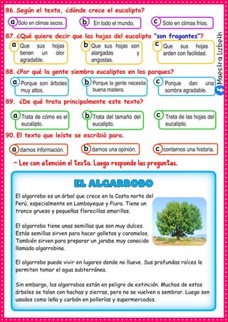 86.Según el texto, ¿dónde crece el eucalipto?
87.¿Qué quiere decir que las hojas del eucalipto “son fragantes”?
88.¿Por qué la gente siembra eucaliptos en los parques?
89. ¿De qué trata principalmente este texto?
90.El texto que leíste se escribió para.
- Lee con atención el texto. Luego responde las preguntas.
Consumían los
Porque son árboles
muy altos.
a Consumían los
Porque la gente necesita
buena madera.
Consumían los
Porque dan una
sombra agradable.
c
b
Consumían los
Solo en climas secos.
a Consumían los
En todo el mundo. Consumían los
Solo en climas fríos.
c
b
Consumían los
Que sus hojas
tienen un olor
agradable.
a
Consumían los
Que sus hojas son
alargadas y
angostas.
Consumían los
Que sus hojas
arden con facilidad.
c
b
Consumían los
Trata de cómo es el
eucalipto.
a Consumían los
Trata del tamaño del
eucalipto.
Consumían los
Trata de las hojas del
eucalipto.
c
b
Consumían los
darnos información.
a Consumían los
darnos una opinión.
b Consumían los
contarnos una historia.
c
El algarrobo es un árbol que crece en la Costa norte del
Perú, especialmente en Lambayeque y Piura. Tiene un
tronco grueso y pequeñas florecillas amarillas.
El algarrobo tiene unas semillas que son muy dulces.
Estás semillas sirven para hacer galletas y caramelos.
También sirven para preparar un jarabe muy conocido
llamado algarrobina.
El algarrobo puede vivir en lugares donde no llueve. Sus profundas raíces le
permiten tomar el agua subterránea.
Sin embargo, los algarrobos están en peligro de extinción. Muchos de estos
árboles se talan con hachas y sierras, pero no se vuelven a sembrar. Luego son
usados como leña y carbón en pollerías y supermercados.
 
