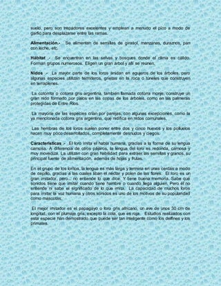 suelo, pero son trepadores excelentes y emplean a menudo el pico a modo de
garfio para desplazarse entre las ramas.
Alimentación.- Se alimentan de semillas de girasol, manzanas, duraznos, pan
con leche, etc.
Hábitat .- Se encuentran en las selvas y bosques donde el clima es cálido.
Forman grupos numerosos. Eligen un gran árbol y allí se reúnen.
Nidos .- La mayor parte de los loros anidan en agujeros de los árboles, pero
algunas especies utilizan termiteros, grietas en la roca o túneles que construyen
en terraplenes.
La cotorrita o cotorra gris argentina, también llamada cotorra monje, construye un
gran nido formado por palos en las copas de los árboles, como en las palmeras
protegidas de Entre Ríos.
La mayoría de las especies crían por parejas, con algunas excepciones, como la
ya mencionada cotorra gris argentina, que nidifica en nidos comunales.
Las hembras de los loros suelen poner entre dos y cinco huevos y los polluelos
nacen muy poco desarrollados, completamente desnudos y ciegos.
Características .- El loro imita el habla humana, gracias a la forma de su lengua
carnosa. A diferencia de otros pájaros, la lengua del loro es redonda, carnosa y
muy movediza. La utilizan con gran habilidad para extraer las semillas y granos, su
principal fuente de alimentación, además de hojas y frutas.
En el grupo de los loritos, la lengua es más larga y termina en unas cerdas a modo
de cepillo, gracias a las cuales liban el néctar y polen de las flores. El loro es un
gran imitador, pero... no entiende lo que dice. Y tiene buena memoria. Sabe qué
sonidos tiene que imitar cuando tiene hambre o cuando llega alguien. Pero él no
entiende ni sabe el significado de lo que imita. La capacidad de muchos loros
para imitar la voz humana y otros sonidos es uno de los motivos de su popularidad
como mascotas.
El mejor imitador es el papagayo o loro gris africano, un ave de unos 30 cm de
longitud, con el plumaje gris, excepto la cola, que es roja. Estudios realizados con
esta especie han demostrado que puede ser tan inteligente como los delfines y los
primates.
 