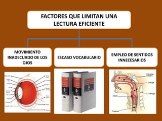 FACTORES QUE LIMITAN UNA
                  LECTURA EFICIENTE



   MOVIMIENTO
                                         EMPLEO DE SENTIDOS
INADECUADO DE LOS   ESCASO VOCABULARIO
                                           INNECESARIOS
      OJOS
 