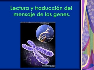 Lectura y traducción del  mensaje de los genes. 