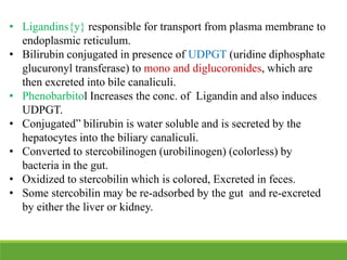 • Ligandins{y} responsible for transport from plasma membrane to
endoplasmic reticulum.
• Bilirubin conjugated in presence of UDPGT (uridine diphosphate
glucuronyl transferase) to mono and diglucoronides, which are
then excreted into bile canaliculi.
• Phenobarbitol Increases the conc. of Ligandin and also induces
UDPGT.
• Conjugated” bilirubin is water soluble and is secreted by the
hepatocytes into the biliary canaliculi.
• Converted to stercobilinogen (urobilinogen) (colorless) by
bacteria in the gut.
• Oxidized to stercobilin which is colored, Excreted in feces.
• Some stercobilin may be re-adsorbed by the gut and re-excreted
by either the liver or kidney.
 