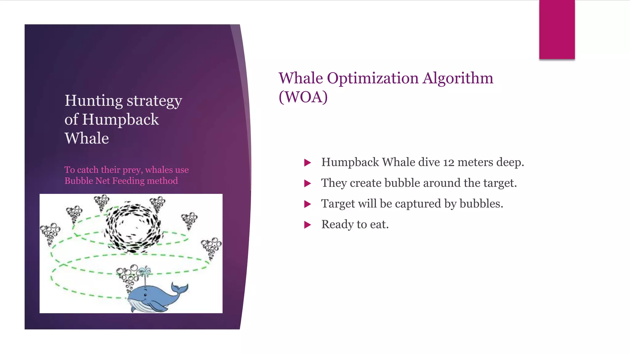 Hunting strategy
of Humpback
Whale
 Humpback Whale dive 12 meters deep.
 They create bubble around the target.
 Target will be captured by bubbles.
 Ready to eat.
To catch their prey, whales use
Bubble Net Feeding method
Whale Optimization Algorithm
(WOA)
 