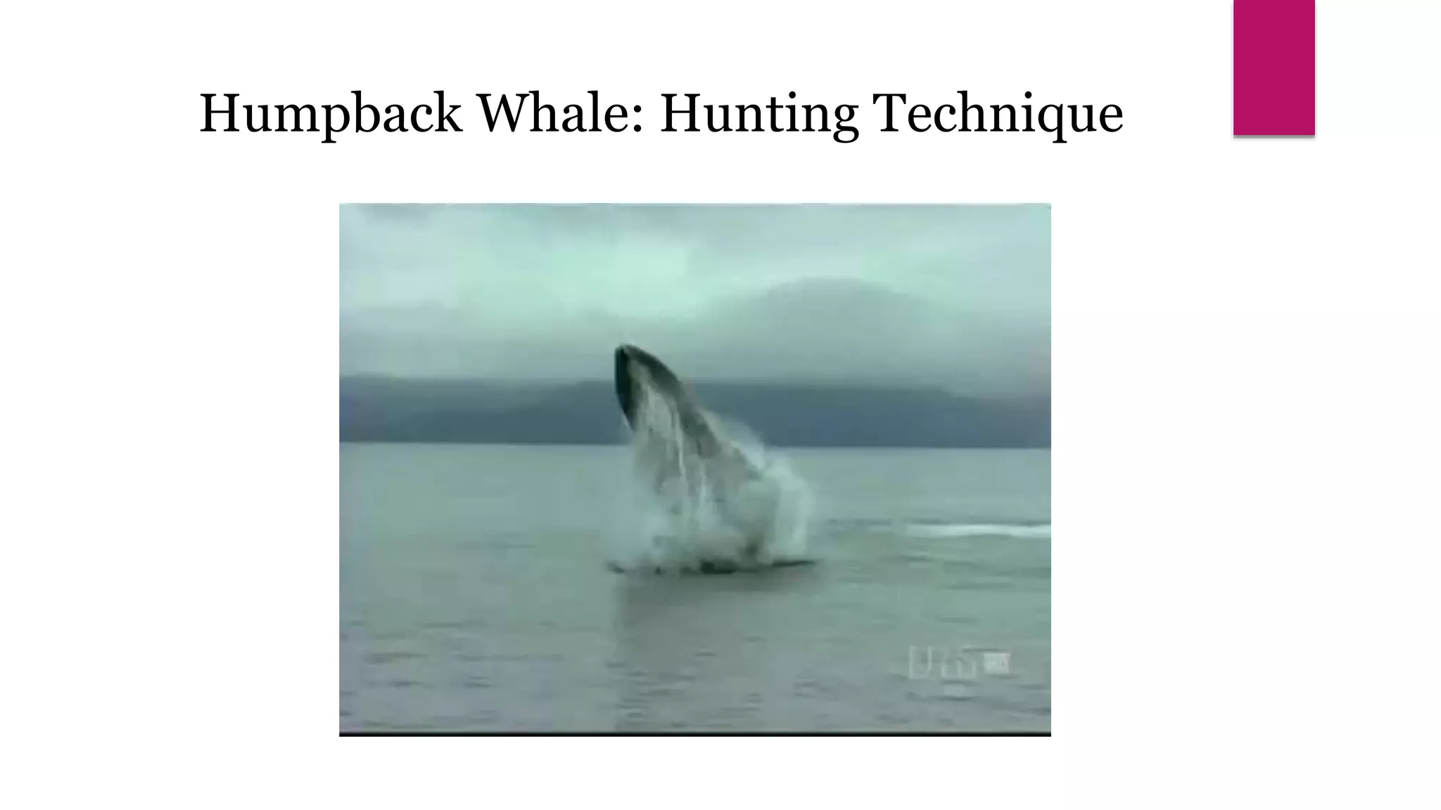Humpback Whale: Hunting Technique
 