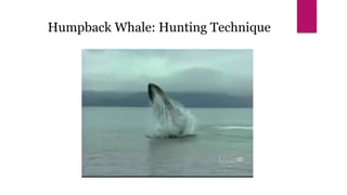 Humpback Whale: Hunting Technique
 