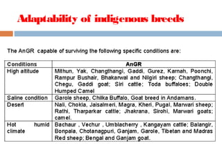 Adaptability of indigenous breeds
 