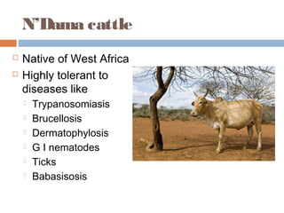 N’Dama cattle
 Native of West Africa
 Highly tolerant to
diseases like
 Trypanosomiasis
 Brucellosis
 Dermatophylosis
 G I nematodes
 Ticks
 Babasisosis
 