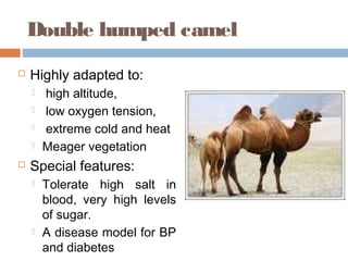 Double humped camel
 Highly adapted to:
 high altitude,
 low oxygen tension,
 extreme cold and heat
 Meager vegetation
 Special features:
 Tolerate high salt in
blood, very high levels
of sugar.
 A disease model for BP
and diabetes
 