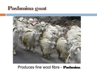 Pashmina goat
Produces fine wool fibre - Pashmina
 