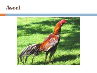 Aseel
 