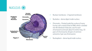 NUCLEUS
• Nuclear membrane – 2 layered membrane
• Nucleolus – dense object inside nucleus
• Chromatin – Packed inside the nucleus of every
human cell is nearly 6 feet of DNA, which is divided
into 46 individual molecules, one for each
chromosome and each about 1.5 inches long. 23
pairs of chromosome, 22 pairs of common
autosome, 1 pair sex chromosome
• Nucleoplasm – dense liquid inside nucleus
 