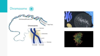 Chromosome
 