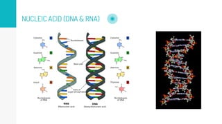NUCLEIC ACID (DNA & RNA)
 