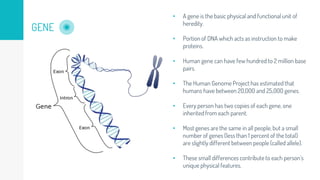 GENE
• A gene is the basic physical and functional unit of
heredity.
• Portion of DNA which acts as instruction to make
proteins.
• Human gene can have few hundred to 2 million base
pairs.
• The Human Genome Project has estimated that
humans have between 20,000 and 25,000 genes.
• Every person has two copies of each gene, one
inherited from each parent.
• Most genes are the same in all people, but a small
number of genes (less than 1 percent of the total)
are slightly different between people (called allele).
• These small differences contribute to each person’s
unique physical features.
 