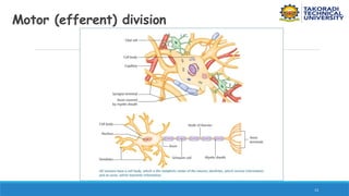 13
Motor (efferent) division
 