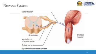 16
Nervous System
 