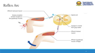 17
Reflex Arc
 