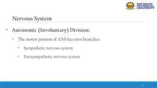 19
Nervous System
• Autonomic (Involuntary) Division:
• The motor portion of ANS has two branches
• Sympathetic nervous system
• Parasympathetic nervous system
 