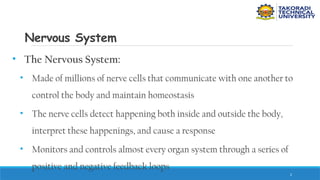 2
Nervous System
• The Nervous System:
• Made of millions of nerve cells that communicate with one another to
control the body and maintain homeostasis
• The nerve cells detect happening both inside and outside the body,
interpret these happenings, and cause a response
• Monitors and controls almost every organ system through a series of
positive and negative feedback loops
 