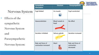 21
Nervous System
• Effects of the
sympathetic
Nervous System
and
Parasympathetic
Nervous System:
 
