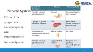 22
Nervous System
• Effects of the
sympathetic
Nervous System
and
Parasympathetic
Nervous System:
 