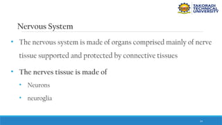 24
Nervous System
• The nervous system is made of organs comprised mainly of nerve
tissue supported and protected by connective tissues
• The nerves tissue is made of
• Neurons
• neuroglia
 