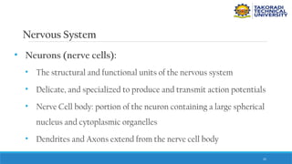 25
Nervous System
• Neurons (nerve cells):
• The structural and functional units of the nervous system
• Delicate, and specialized to produce and transmit action potentials
• Nerve Cell body: portion of the neuron containing a large spherical
nucleus and cytoplasmic organelles
• Dendrites and Axons extend from the nerve cell body
 