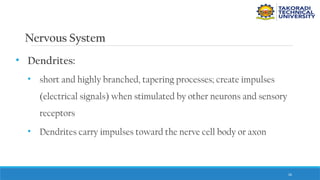 26
Nervous System
• Dendrites:
• short and highly branched, tapering processes; create impulses
(electrical signals) when stimulated by other neurons and sensory
receptors
• Dendrites carry impulses toward the nerve cell body or axon
 