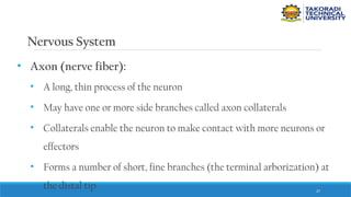 27
Nervous System
• Axon (nerve fiber):
• A long, thin process of the neuron
• May have one or more side branches called axon collaterals
• Collaterals enable the neuron to make contact with more neurons or
effectors
• Forms a number of short, fine branches (the terminal arborization) at
the distal tip
 