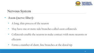 28
Nervous System
• Axon (nerve fiber):
• A long, thin process of the neuron
• May have one or more side branches called axon collaterals
• Collaterals enable the neuron to make contact with more neurons or
effectors
• Forms a number of short, fine branches at the distal tip
 