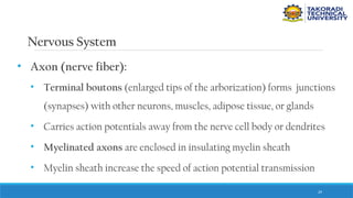 29
Nervous System
• Axon (nerve fiber):
• Terminal boutons (enlarged tips of the arborization) forms junctions
(synapses) with other neurons, muscles, adipose tissue, or glands
• Carries action potentials away from the nerve cell body or dendrites
• Myelinated axons are enclosed in insulating myelin sheath
• Myelin sheath increase the speed of action potential transmission
 