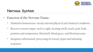 3
Nervous System
• Function of the Nervous Tissue:
• Maintains homeostasis: steady internal physical and chemical conditions
• Receives sensory input: such as sight, hearing smell, touch, pain, body
position and temperature, blood pH, blood gases, and blood pressure
• Integrates information: processing of sensory input and initiating
responses
 