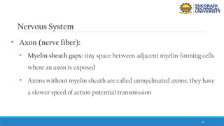 30
Nervous System
• Axon (nerve fiber):
• Myelin sheath gaps: tiny space between adjacent myelin-forming cells
where an axon is exposed
• Axons without myelin sheath are called unmyelinated axons; they have
a slower speed of action potential transmission
 
