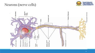 31
Neurons (nerve cells)
 