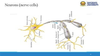 32
Neurons (nerve cells)
 