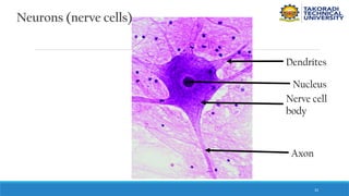 33
Neurons (nerve cells)
Dendrites
Nerve cell
body
Axon
Nucleus
 