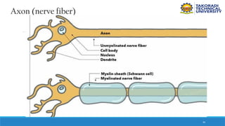 34
Axon (nerve fiber)
 