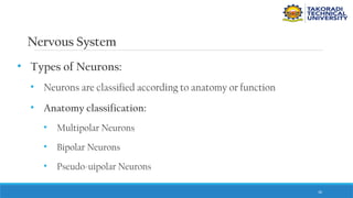 36
Nervous System
• Types of Neurons:
• Neurons are classified according to anatomy or function
• Anatomy classification:
• Multipolar Neurons
• Bipolar Neurons
• Pseudo-uipolar Neurons
 