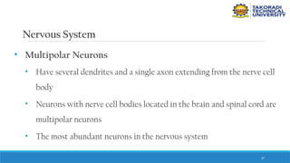 37
Nervous System
• Multipolar Neurons
• Have several dendrites and a single axon extending from the nerve cell
body
• Neurons with nerve cell bodies located in the brain and spinal cord are
multipolar neurons
• The most abundant neurons in the nervous system
 