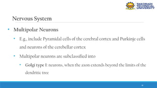 38
Nervous System
• Multipolar Neurons
• E.g., include Pyramidal cells of the cerebral cortex and Purkinje cells
and neurons of the cerebellar cortex
• Multipolar neurons are subclassified into
• Golgi type I: neurons, when the axon extends beyond the limits of the
dendritic tree
 