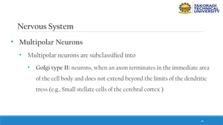 39
Nervous System
• Multipolar Neurons
• Multipolar neurons are subclassified into
• Golgi type II: neurons, when an axon terminates in the immediate area
of the cell body and does not extend beyond the limits of the dendritic
tress (e.g., Small stellate cells of the cerebral cortex )
 