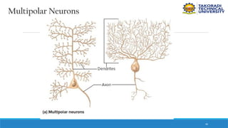 40
Multipolar Neurons
 