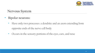 41
Nervous System
• Bipolar neurons:
• Have only two processes: a dendrite and an axon extending from
opposite ends of the nerve cell body
• Occurs in the sensory portions of the eyes, ears, and nose
 