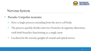 42
Nervous System
• Pseudo-Unipolar neurons:
• Have a single process extending from the nerve cell body
• The process quickly divides into two branches in opposite directions,
with both branches functioning as a single axon
• Localized in the sensory ganglia of cranial and spinal nerves
 